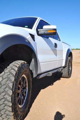 white raptor 074.jpg