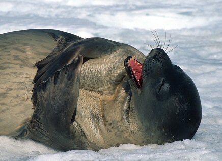 WeddellSeal1241322057.jpg