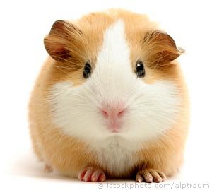 guinea_pig_000001077584Small.jpg