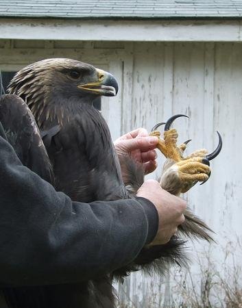 dave_bonta-golden-eagle.preview.jpg