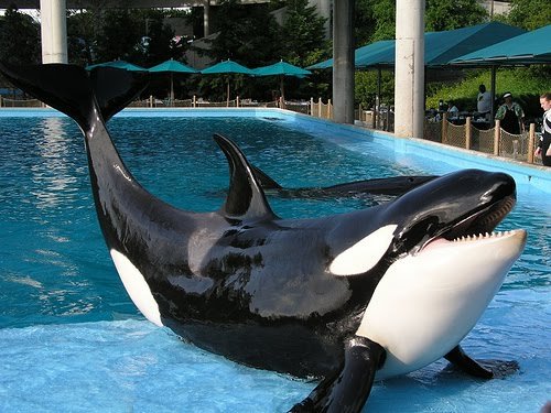 shamu.jpg