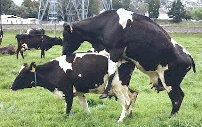 Cow+mounting+cow.jpg