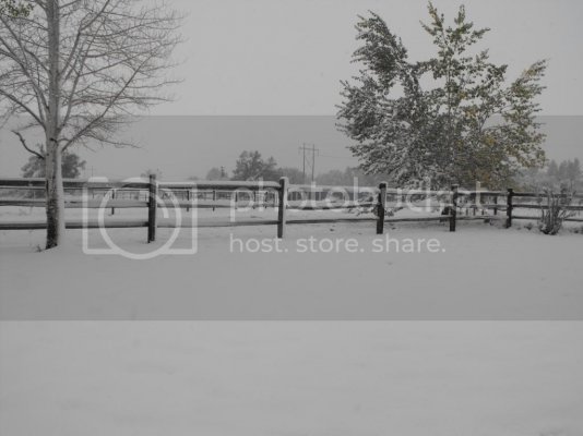 SnowstormOct3-42013011_zpsebffc133.jpg