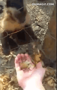 riendly-monkey-getting-leaves-crushed-from-a-human.gif