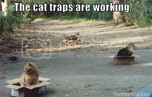 TheCatTrapsAreWorking.jpg