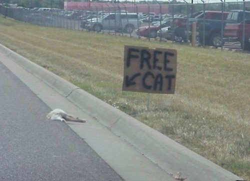 free-cat.jpg