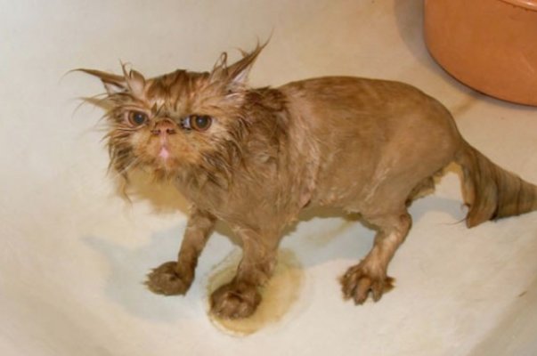 hilarious-wet-cats-15.jpg