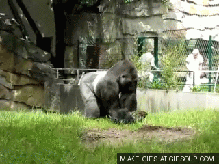 gorilla-throw-o.gif