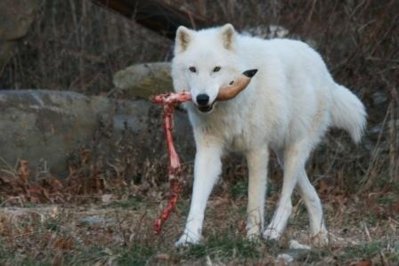 Atka snacking.jpeg