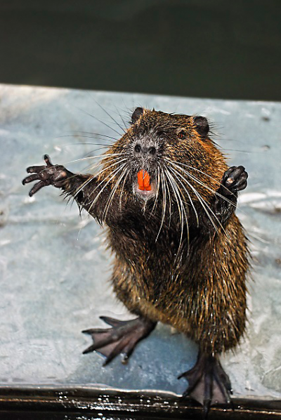 hh_us_nutria_hugs_iStock_49276240?$fullpng$.png