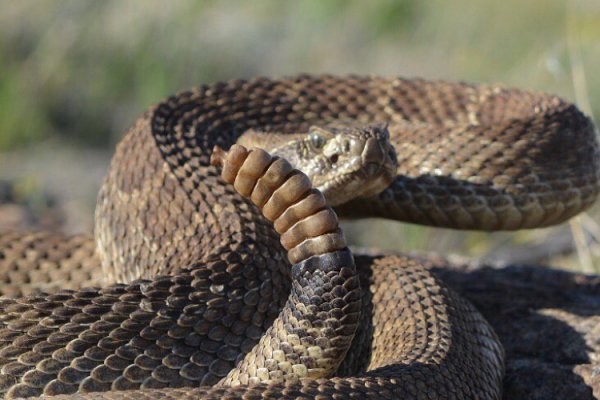 %2Fuploads%2F2018%2F07%2Frattlesnake_andrew-dubois.jpg