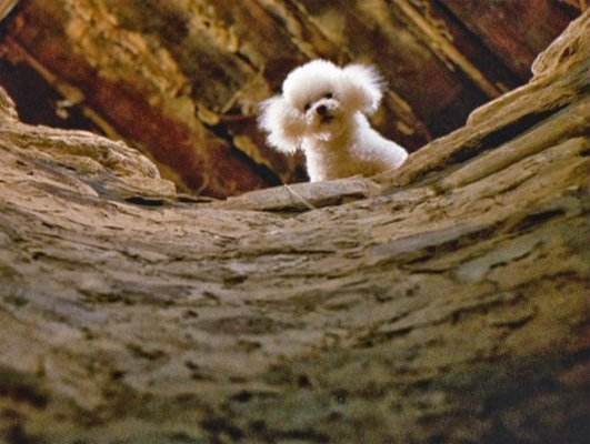 dog-silence-of-the-lambs.jpg