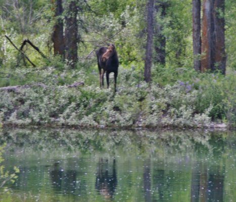 2009-06-30 GRAND TETONS NP 028.JPG