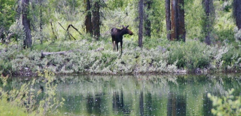 2009-06-30 GRAND TETONS NP 035.JPG