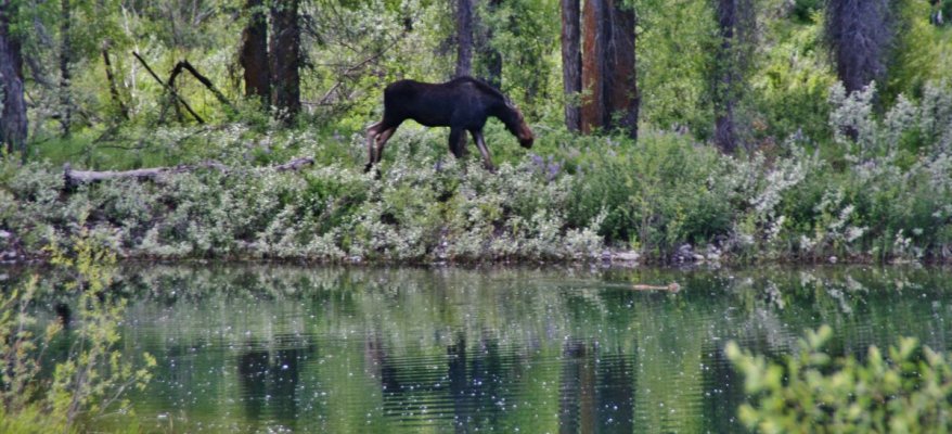 2009-06-30 GRAND TETONS NP 037.JPG