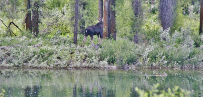 2009-06-30 GRAND TETONS NP 039.JPG