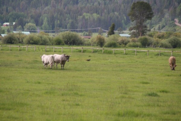 2009-06-26 GRAND TETONS NP 001.JPG