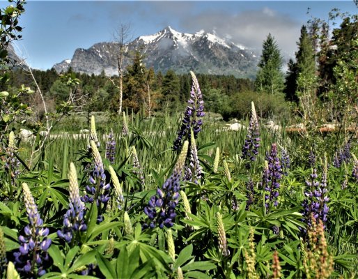 2009-06-26 GRAND TETONS NP 019.JPG