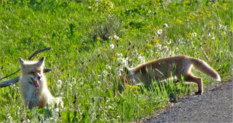 GLACIER NP 486.JPG