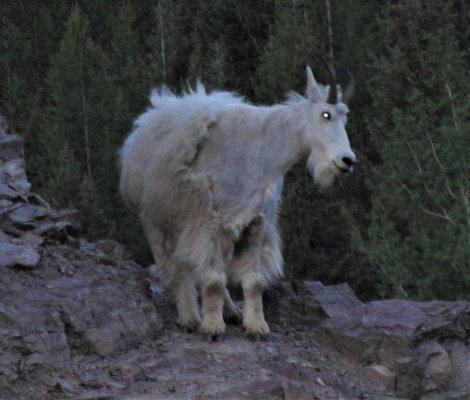 GLACIER NP 502.JPG