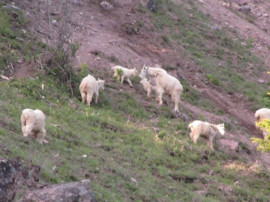 GLACIER NP 897.JPG