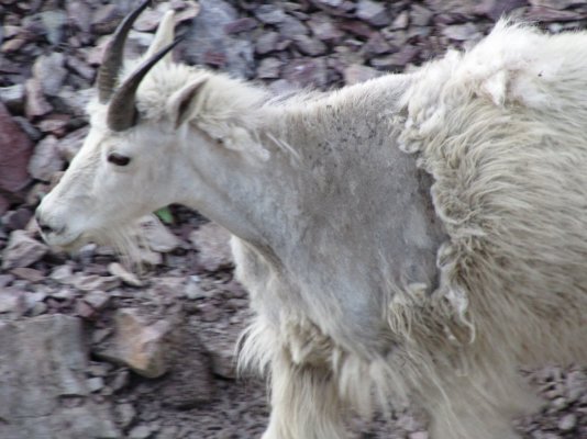 GLACIER NP 912.JPG