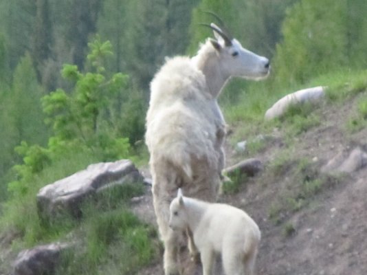 GLACIER NP 1247.JPG