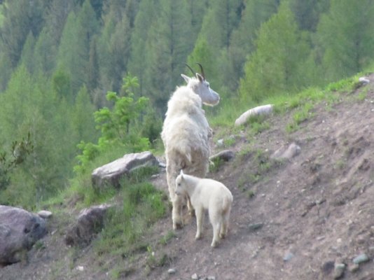 GLACIER NP 1248.JPG