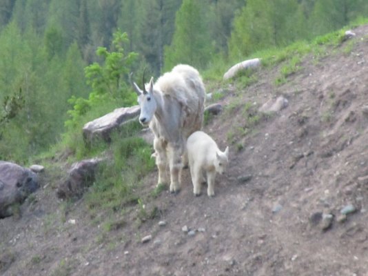 GLACIER NP 1250.JPG