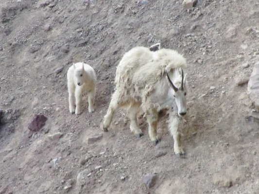 GLACIER NP 1254.JPG