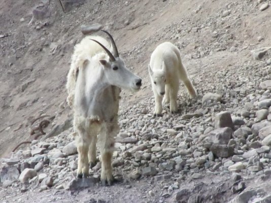 GLACIER NP 1258.JPG