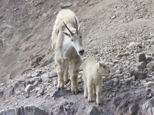 GLACIER NP 1262.JPG