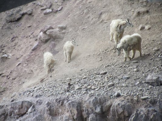 GLACIER NP 1311.JPG