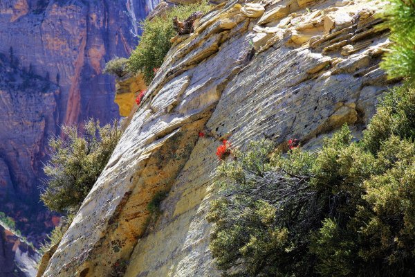 2017-05-02 Zion 5-2-17 171.JPG