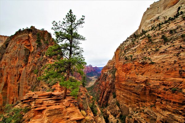 2016-12-15 ANGELS LANDING 12-2016 139.JPG