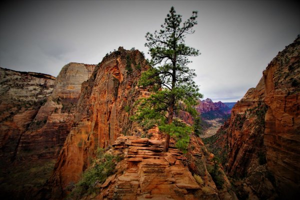 2016-12-15 ANGELS LANDING 12-2016 140.JPG