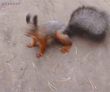 giphy (33).gif