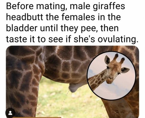 Male-giraffes-take-a-mouthful-of-the-females-*****-to-determine-if-shed-be-a-good-mate-This-is...jpg